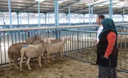 Merkezefendi Belediyesi'nden Kadın Üreticilere Destek: 125 Koyun ve 25 Koç Hibe Edildi