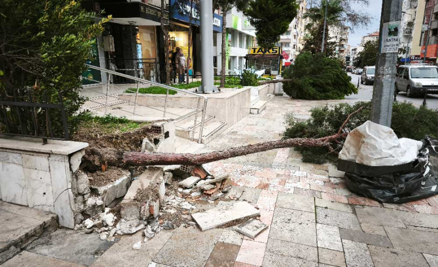 Denizli'de Şiddetli Rüzgar Hayatı Olumsuz Etkiledi: Çatılar Uçtu, Ağaçlar Devrildi