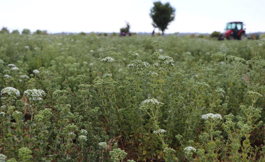 Denizli Kekiği İçin Kritik Adım: Avrupa Birliği Coğrafi İşaret Süreci 7 Nisan'da Başlıyor
